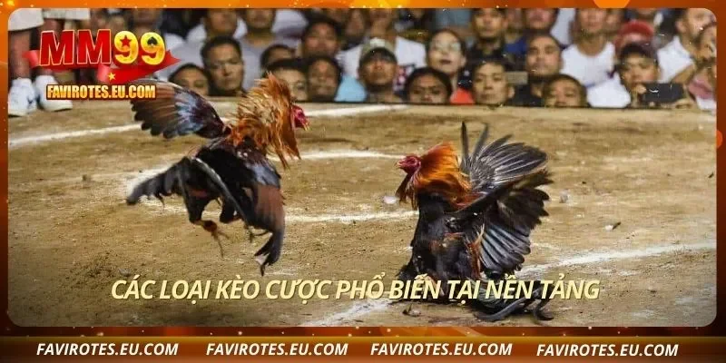 Các loại kèo cược phổ biến tại nền tảng