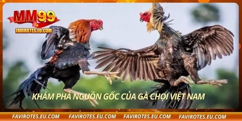 Khám phá nguồn gốc của gà chọi Việt Nam
